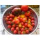 38. First harvest.jpg